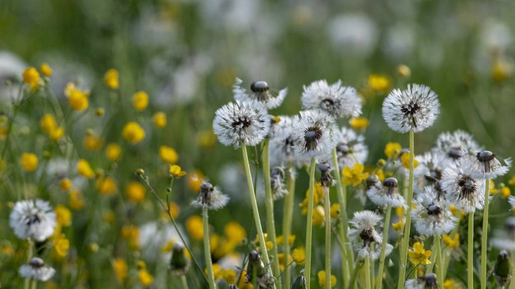 Wie das Projekt «Klimaangepasste Grünflächen» vorsieht, sollen in den Stadtluzerner Parkanlagen künftig auch Wildblumen spriessen. (Symbolbild)