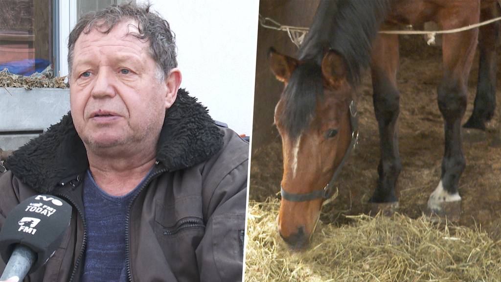 «Viele Lügen»: Rheintaler Pferdebesitzer äussert sich zu happigen Vorwürfen