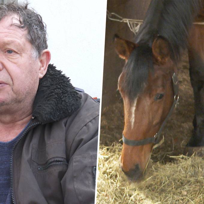 «Viele Lügen»: Rheintaler Pferdebesitzer äussert sich zu happigen Vorwürfen