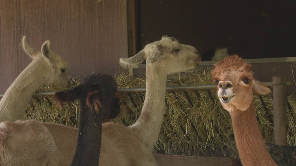 Knatsch um Lamas und Alpakas in Burgdorf