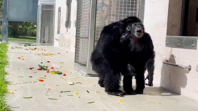 Schimpansin sieht zum ersten Mal den Himmel ohne Gitterstäbe