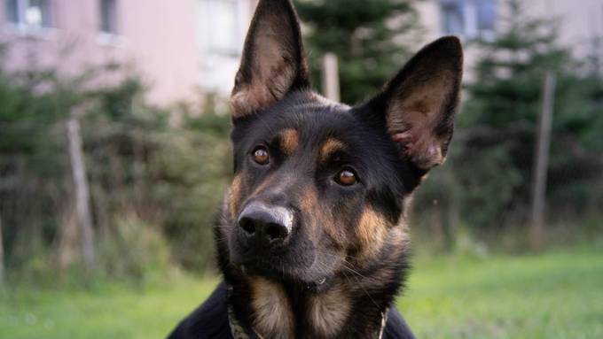 Darum haben Schweizer Polizeihunde derart ausgefallene Namen