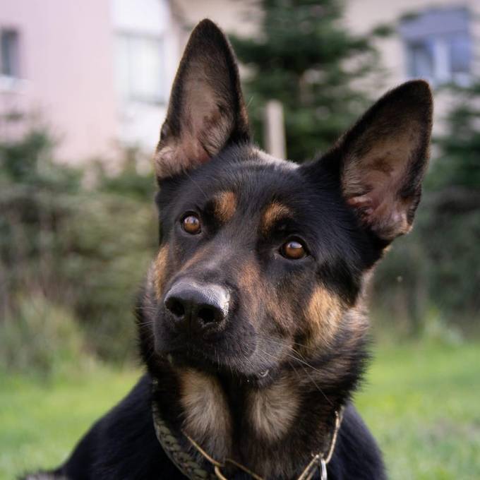Darum haben Schweizer Polizeihunde derart ausgefallene Namen