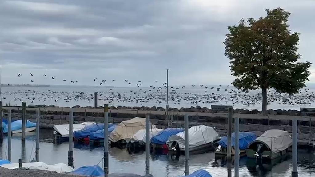 Riesiger Kormoran-Schwarm in Rorschach: «Bis zu 800 Vögel»