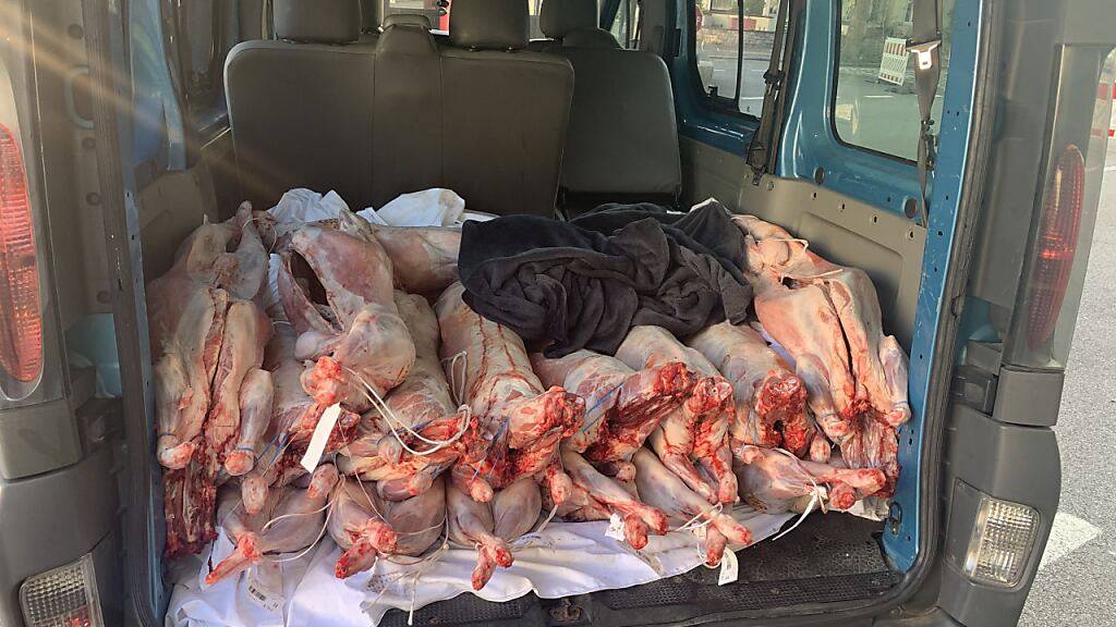 Unverpackt und ungekühlt hätten diese 22 geschlachteten Lämmer in die Schweiz eingeführt werden sollen. Mitarbeitende des Bundesamts für Zoll und Grenzsicherheit beschlagnahmten das Fleisch Ende September im Raum Basel.