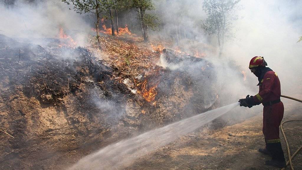 Die Einsatzkräfte haben die Waldbrände in Nordwestspanien unter Kontrolle gekriegt. Mehr als 6500 Hektar Wald waren durch die Feuer zerstört worden.