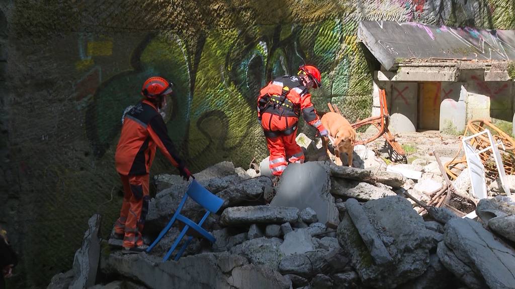 REDOG: Der schweizerische Verein für Such- und Rettungshunde feiert seinen 50. Geburtstag