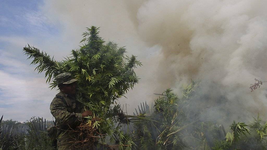 Bald wird es in Mexiko keine Zerstörung von Marihuana im grossen Stil mehr geben - Mexikos Parlament spricht sich für ein Marihuana-Freigabe für medizinische Zwecke aus. (Archivbild)