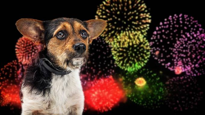 Wenns knallt, winseln die Hunde: Wie sich Tierheime auf Feuerwerk vorbereiten