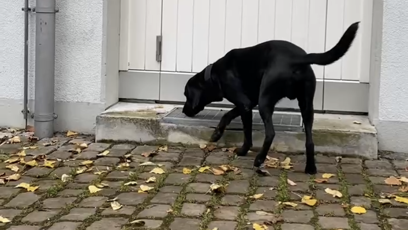 Spürhund Dex