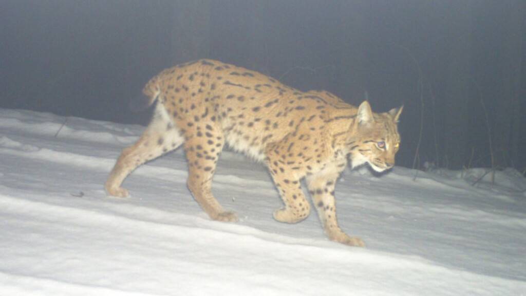 Der Luchs wurde am 15. Januar 2024 im Referenzgebiet Zentralschweiz West fotografiert.