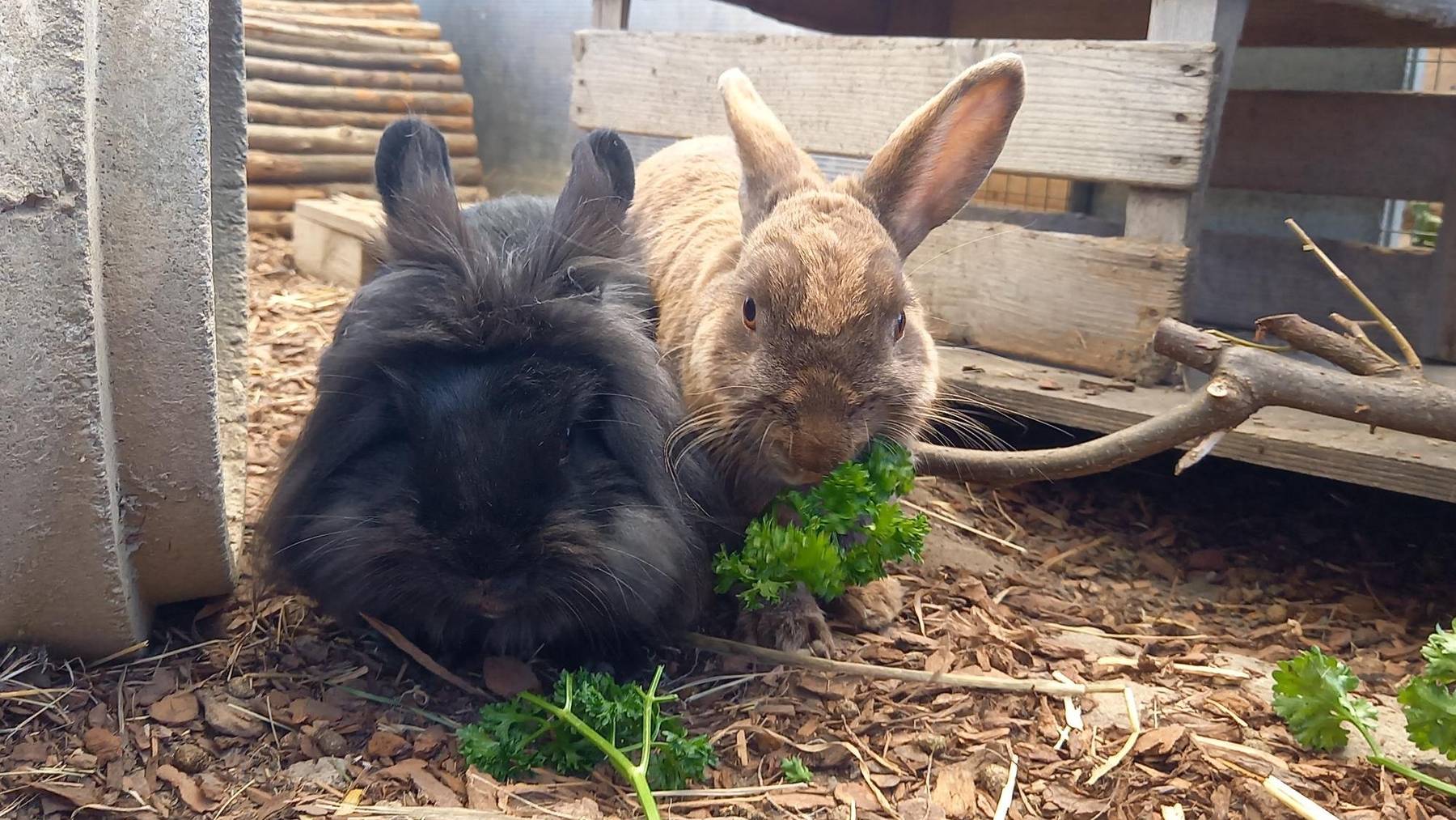 Leopold und Hasi