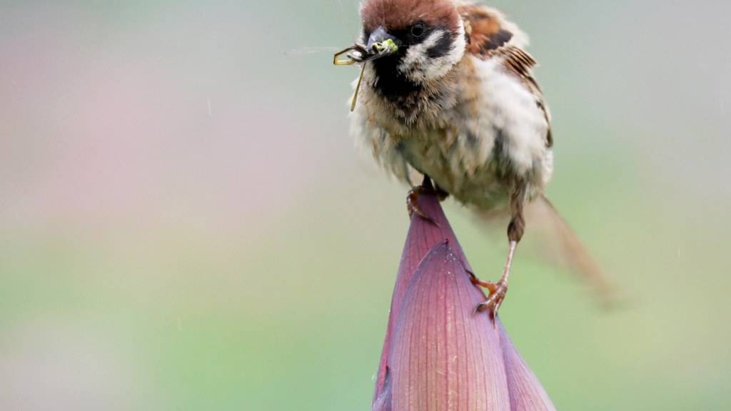 Mehr als 90 Prozent des Rückgangs der Vogel-Population in Nordamerika entfallen auf zwölf Arten, darunter Spatzen. (Symbolbild)