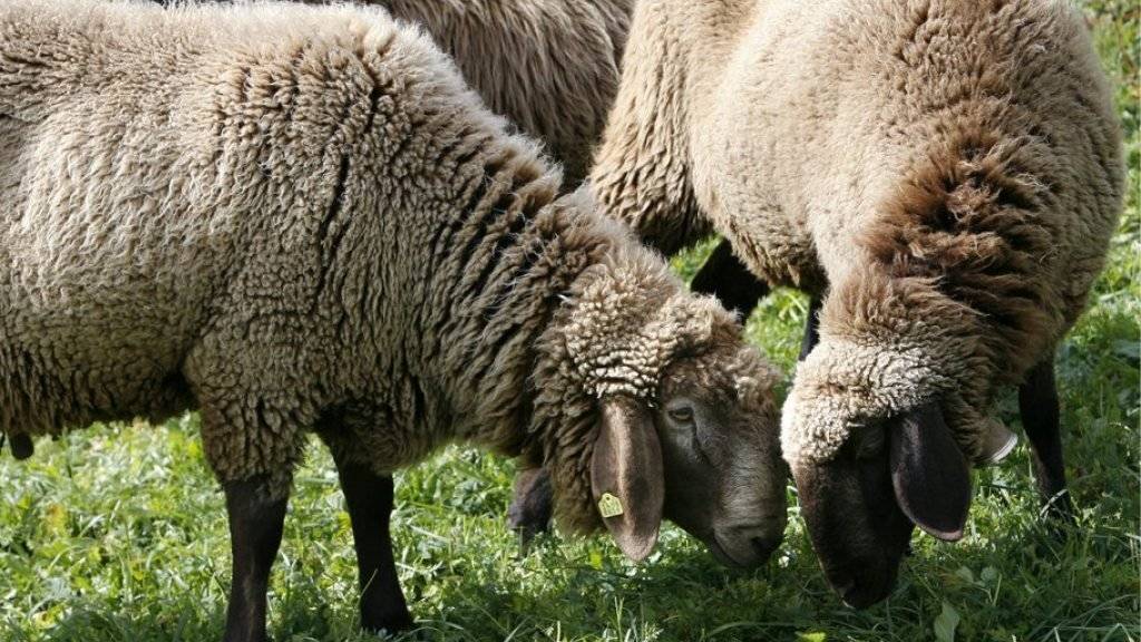 Schafe eigenen sich als Rasenmäher für Grünflächen. Die Stadt Ferrara will sich das zu Nutzen machen. (Symbolbild)