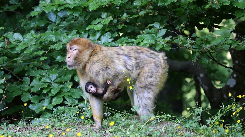 Aussergewöhnlich: Affenweibchen wechselt Geburtsgruppe