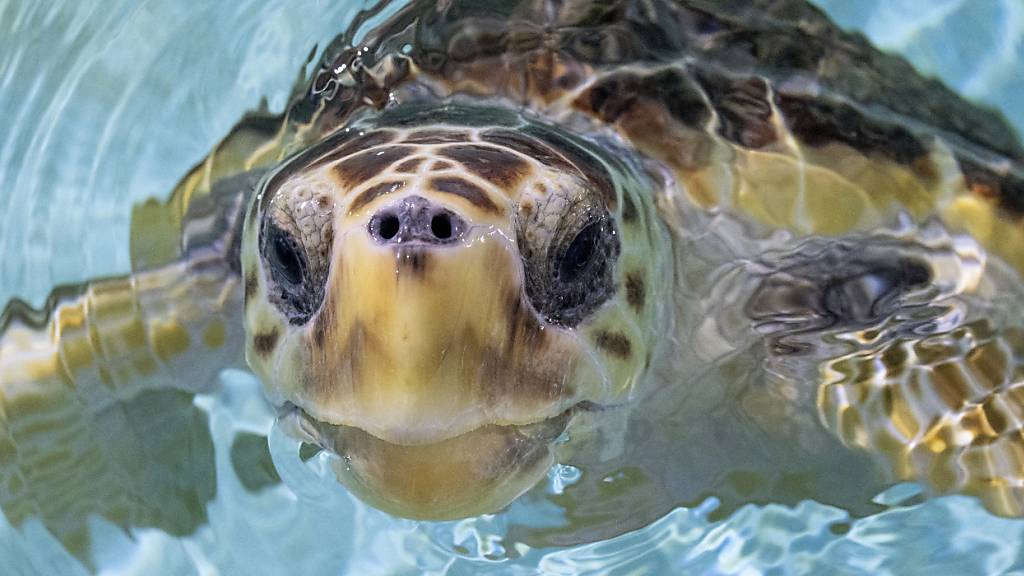 Britische Marine setzt vom Aussterben bedrohte Schildkröten aus