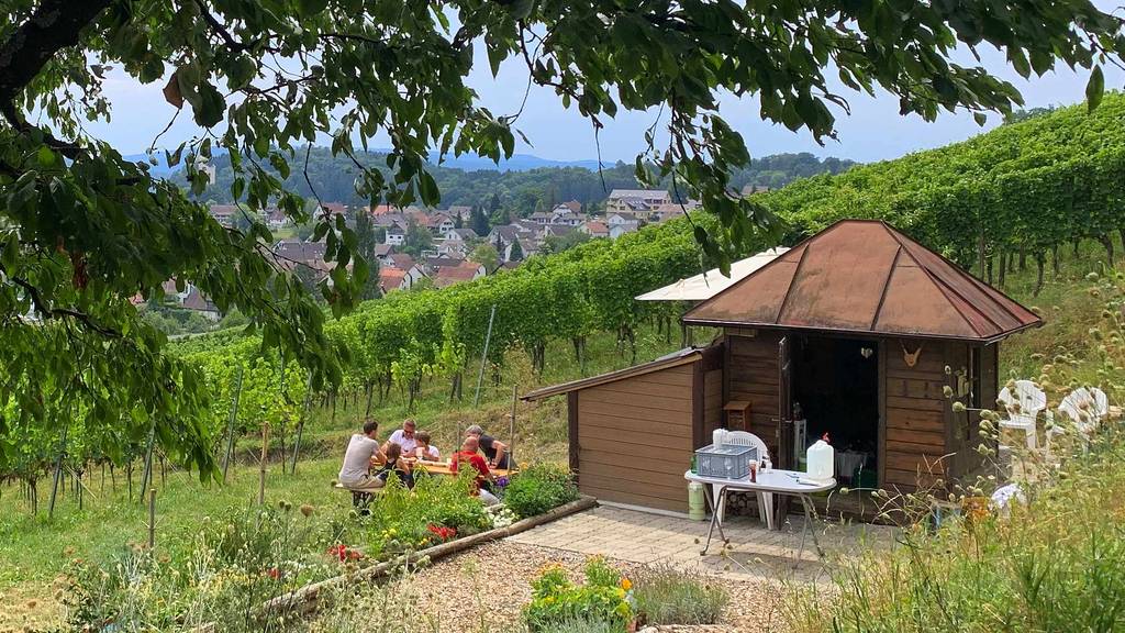 Erlebe einen Halbtag im Rebberg im Zürcher Unterland