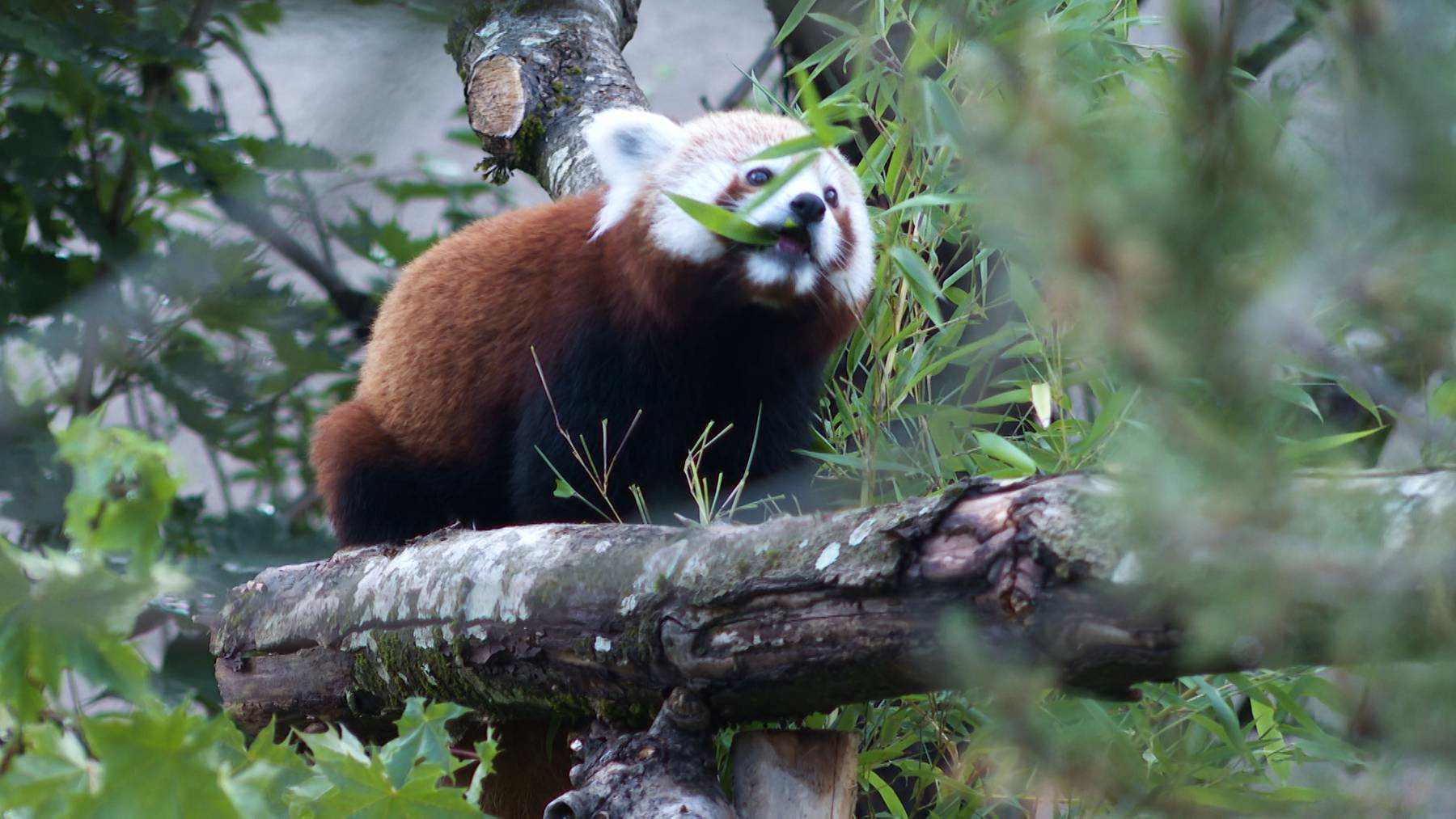 Thumb for ‹Kleine Pandas im Walter Zoo in Gossau›