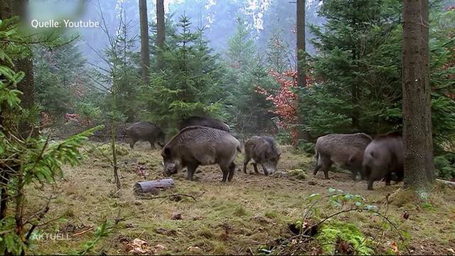 Immense Wildschweinschäden im Aargau