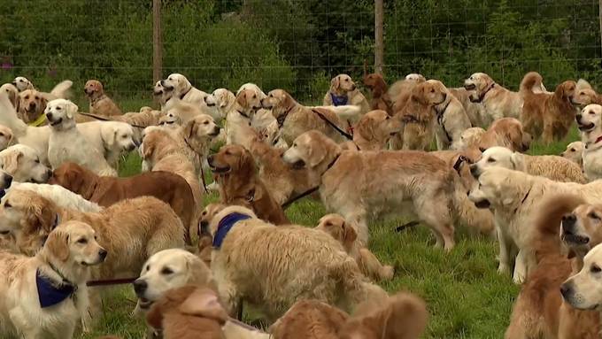 480 Hunde und ihre Frauchen pilgern ans «Mekka der Golden Retriever» 
