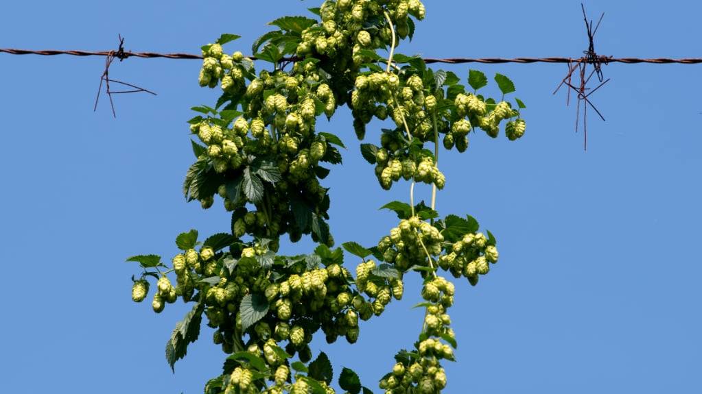 Bayern: Hopfen wächst auf einem Feld. (Archivbild)