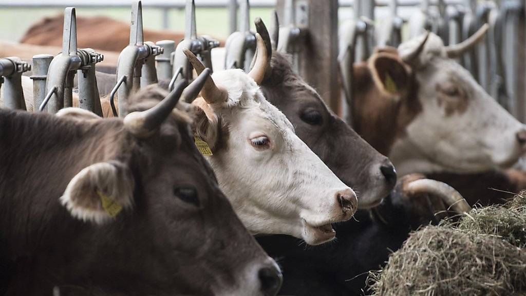 Wegen der Trockenheit ist das Futter für die Kühe knapp. Viele Bauern bringen ihre Tiere deshalb vorzeitig zu tieferen Preisen ins Schlachthaus. Proviande stoppt nun die Importe, um den Markt zu entlasten.