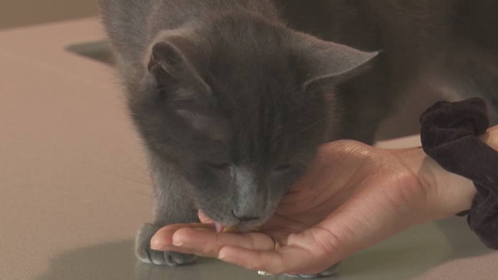 Kater «Charlie» wieder da: Vermisstes Büsi in Schänis aufgetaucht