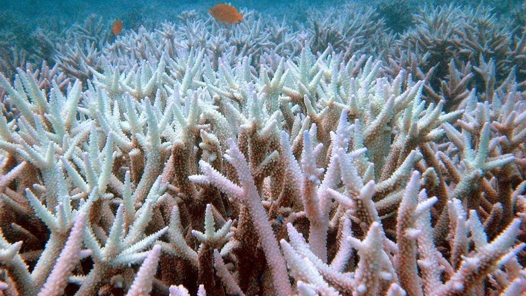Die Wassererwärmung bleicht die Korallen im Great Barrier Reef. Die australische Regierung sah den Tourismus bedroht und wehrte sich erfolgreich gegen die Erwähung des Phänomens in einem UNO-Bericht.