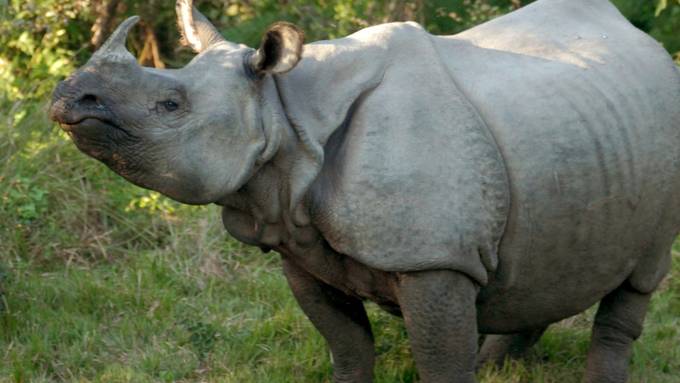 Zu viele Nashörner in nepalesischem Park? - Umsiedlung angedacht
