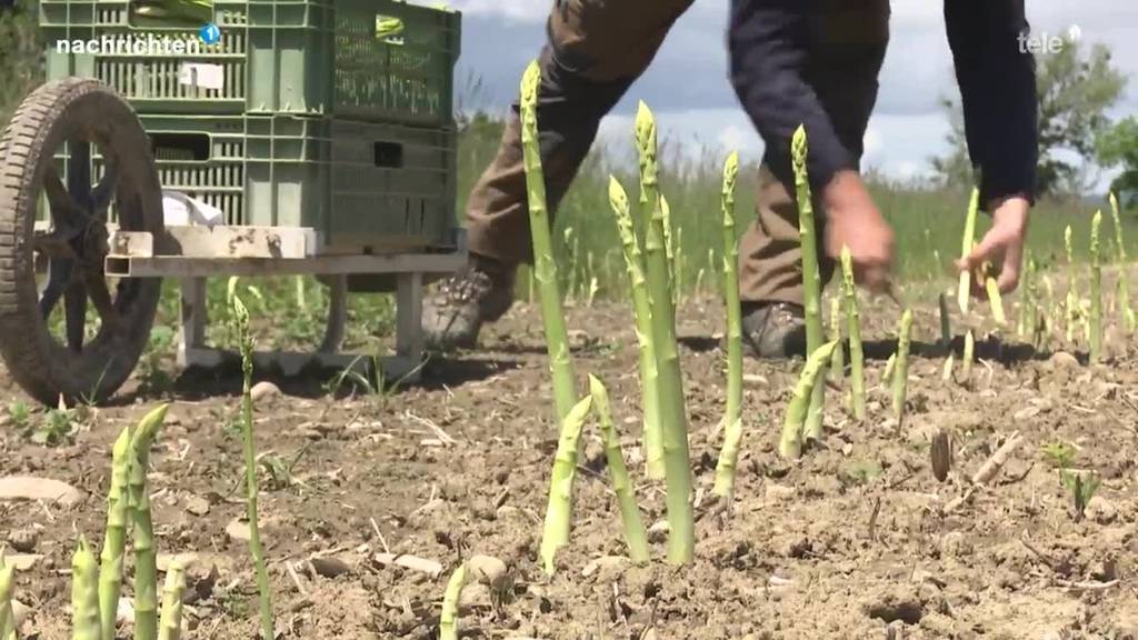 Zentralschweizer Spargeln: Ernte ist in vollem Gang