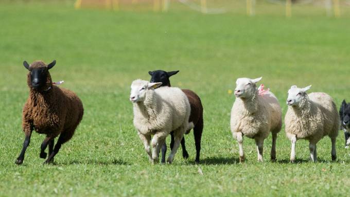 Bahn rast in Schafherde - 40 Tiere tot