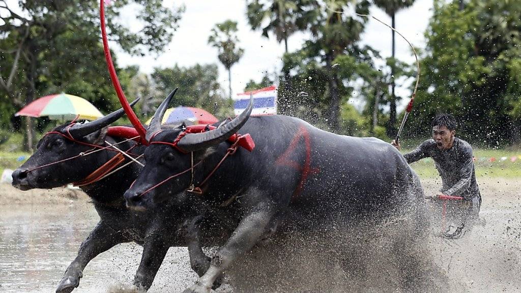 Beim traditionellen Büffelrennen in Thailand rennen die sonst eher behäbigen Wasserbüffel für einmal mit «Garacho» durch den Schlamm. (Archivbild)