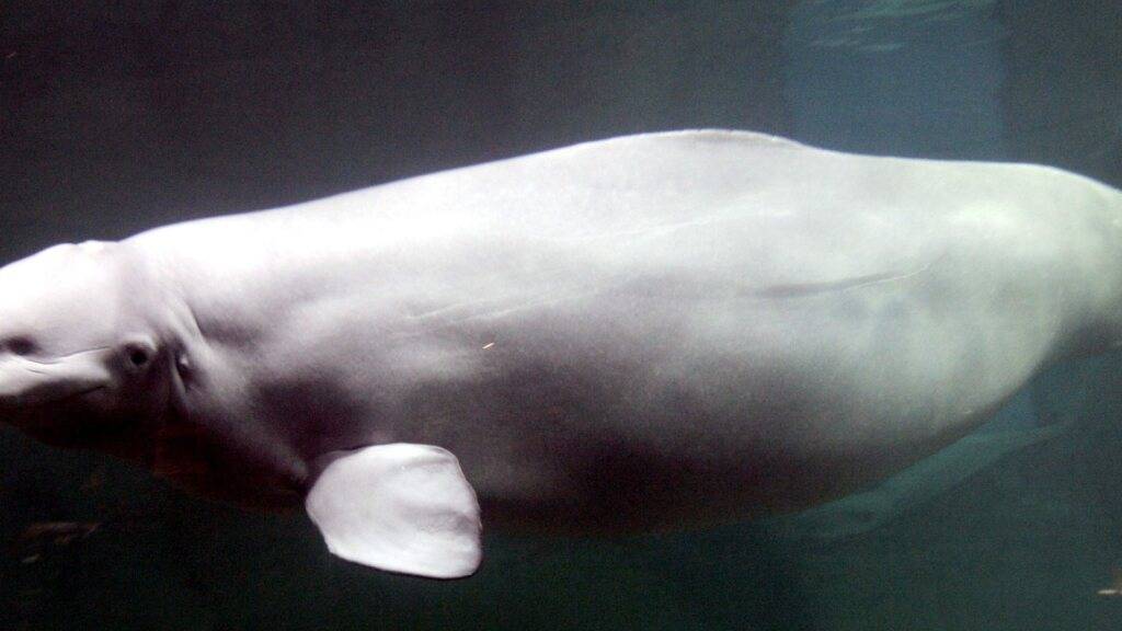 Ein Aquarium in Spanien ist das neue Zuhause zweier Belugawale. (Themenbild)