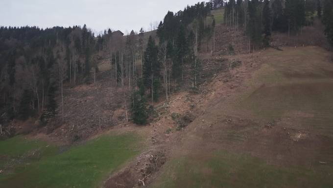 Holzschlag mit Seilbahn: In Mosnang wird der Schutzwald auf Vordermann gebracht