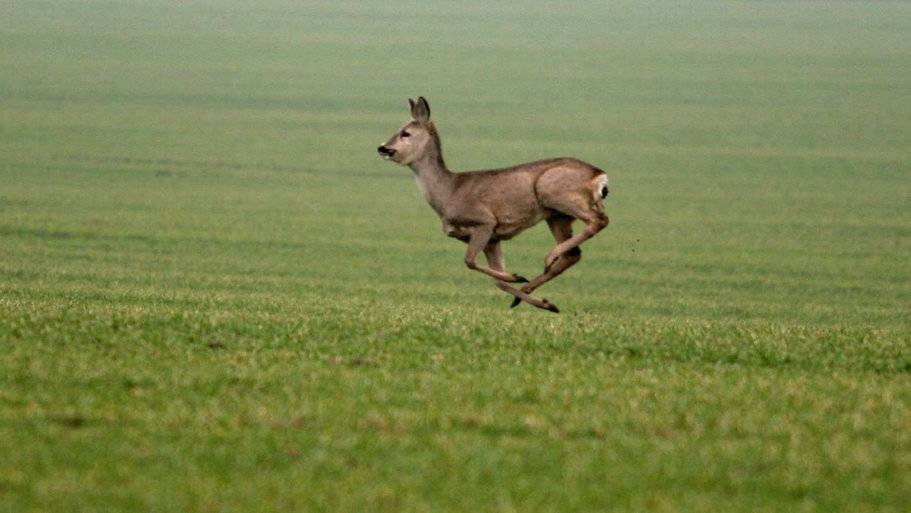 Die Hunde jagten das Reh.