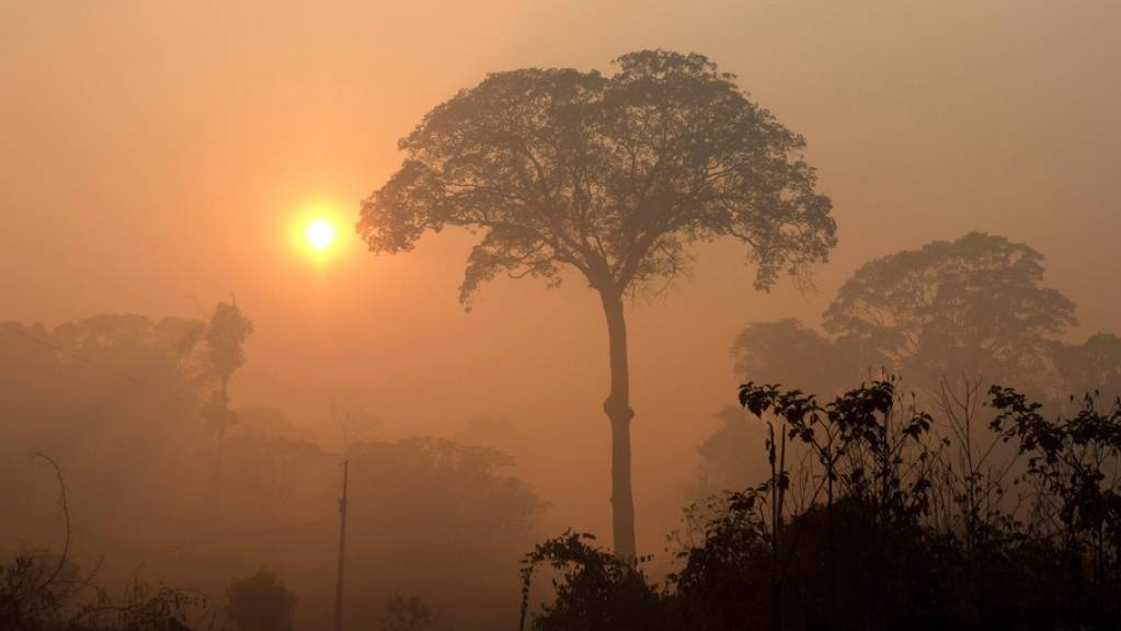 Am Sonntag ist Tag des Waldes. Anlass, die Abholzung im Amazonas-Gebiet in den Fokus zu rücken. Jüngste Zahlen sollen belegen, dass weniger Brandrhodung betrieben wird. Doch das beruht auf optischer Täuschung: Wegen schlechtem Wetter waren die Brände vom Satelliten aus nicht sichtbar. (Archivbild)