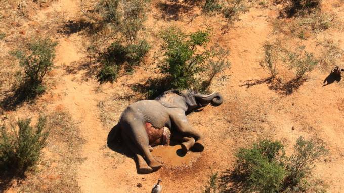 Zwölf Elefanten-Kadaver in Simbabwe gefunden