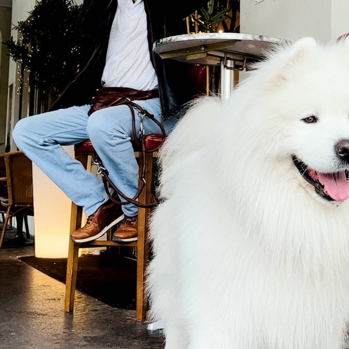 Hunde-Video in Berner Café geht auf Tiktok viral
