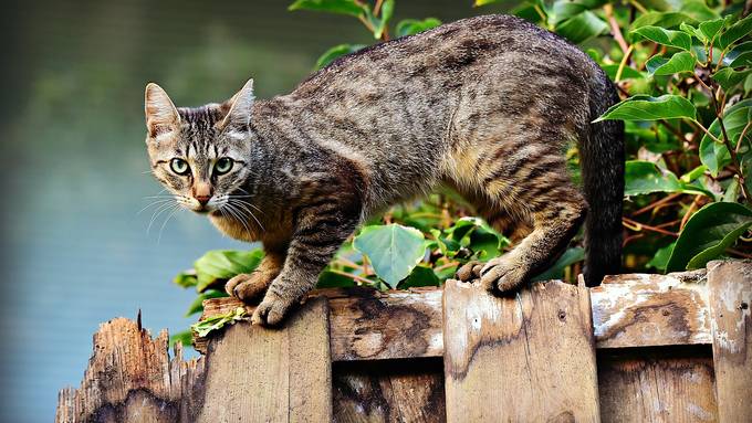 Katzen in Attinghausen angeschossen