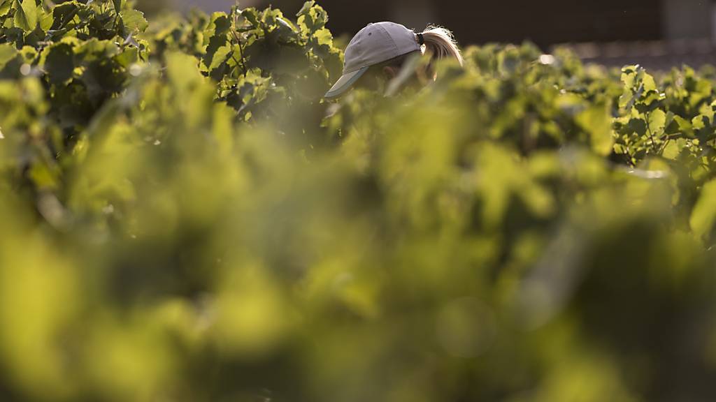 Cava-Hersteller Freixenet will wegen Dürre Kurzarbeit einführen