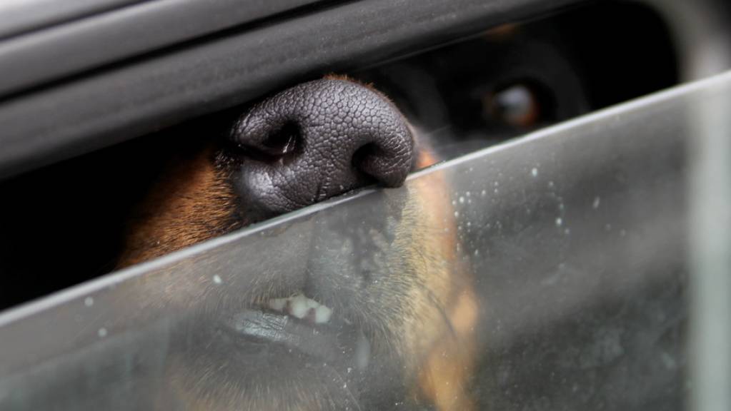 Knallheisse Autos sind im Sommer schon nach einer Stunde eine Hitzefalle für eingesperrte Hunde. Der Schweizer Tierschutz erinnert aus saisonalem Anlass an die Massnahmen, die man als Aussenstehender ergreifen darf, ohne sich strafbar zu machen. (Archivbild)