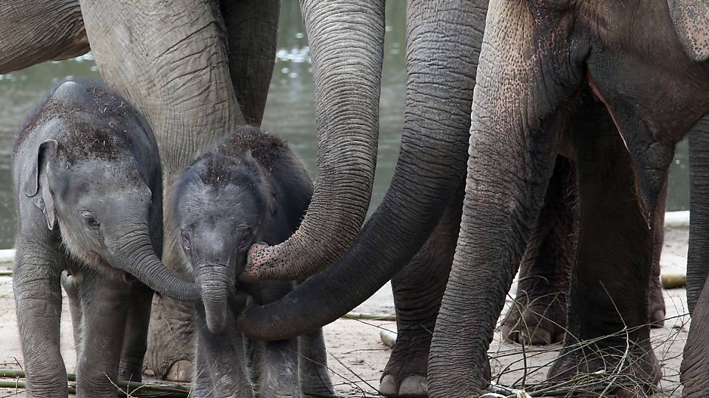 «Doppelte Freude» im Samburu-Reservat im Norden von Kenia. Eine Elefantenkuh hat dort Zwillinge zur Welt gebracht. (Archivbild)