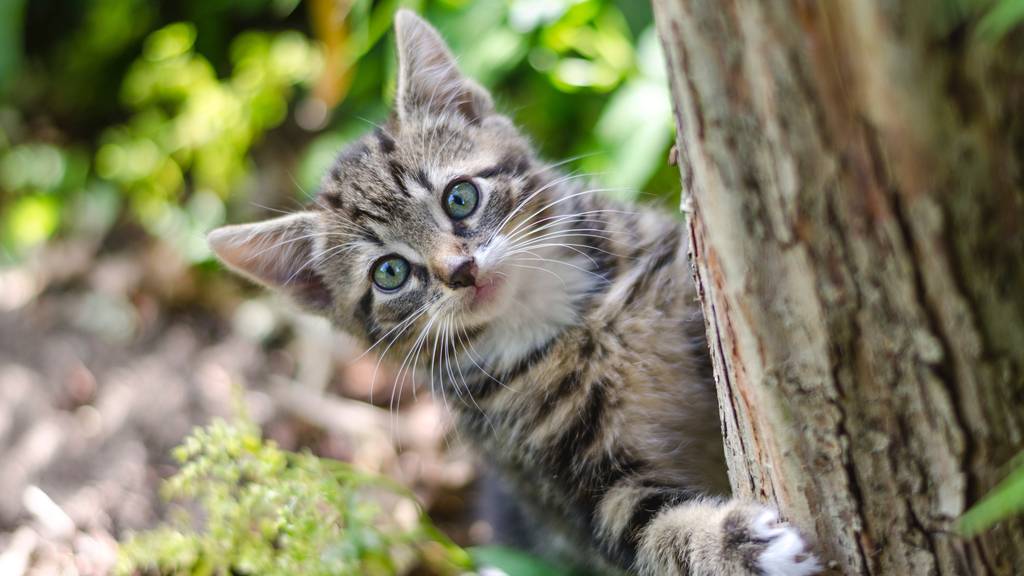 «Bringt euren Katzen Beutetiere nach Hause», rät die Katzenpsychologin