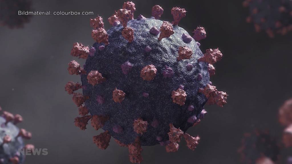 WHO präsentiert wahrscheinlichen Ursprung des Coronavirus: Organisation «Tier im Fokus» mahnt zur Vorsicht bei der Tierhaltung