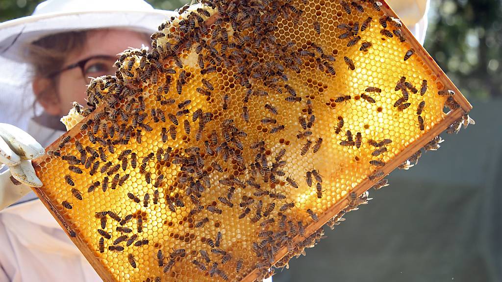Rund jedes achte Bienenvolk hat den vergangenen Winter nicht überlebt. Die Verluste für die Schweizer Imker sind damit auf niedrigem Niveau stabil geblieben. (Archivbild)