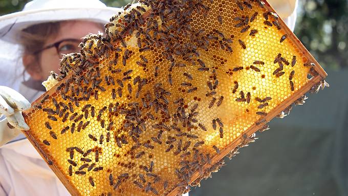 Rund jedes achte Bienenvolk hat den Winter nicht überlebt