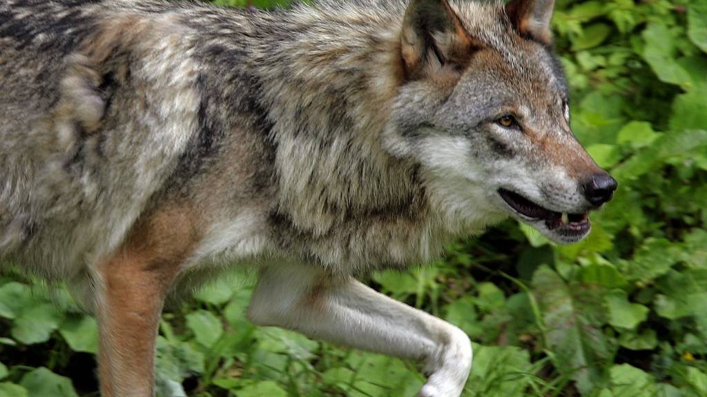 Durch eine aktive Regulierung sollen die Wolfsbestände regional so gehalten werden, dass sie für die Tierhaltung tolerierbar sind. Die Umweltkommission des Nationalrats hat am Dienstag einem entsprechenden Vorschlag ihrer Schwesterkommission zugestimmt. (Themenbild)