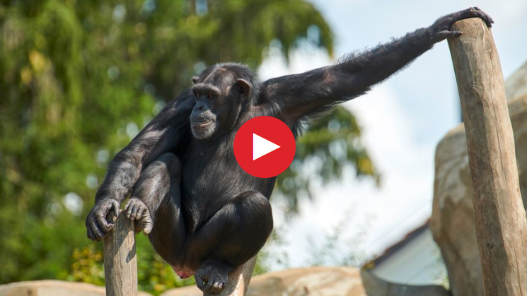 2018-09-10 14_46_53-Live bei den Schimpansen_ Live bei den Schimpansen - Schweizer Familie