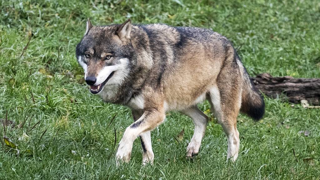 Mutmasslich ein Wolf hat auf der Camaner Alp im Safiental GR zwei Rinder verletzt. (Symbolbild).