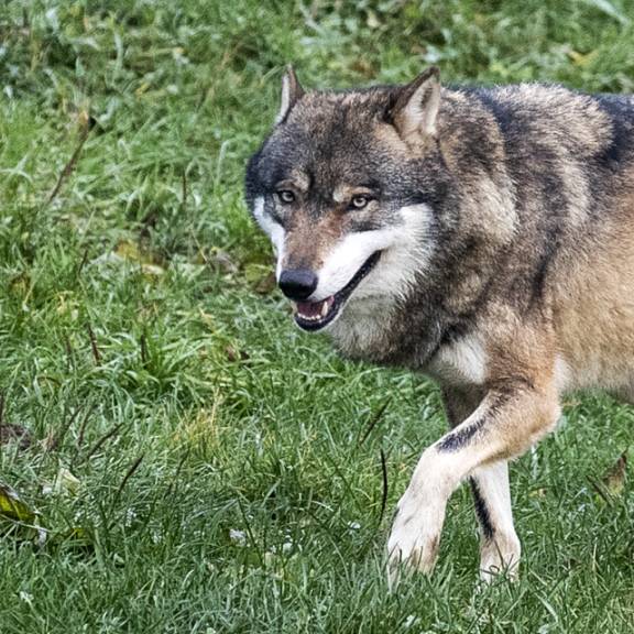 Rinder in Safiental mutmasslich von Wolf verletzt